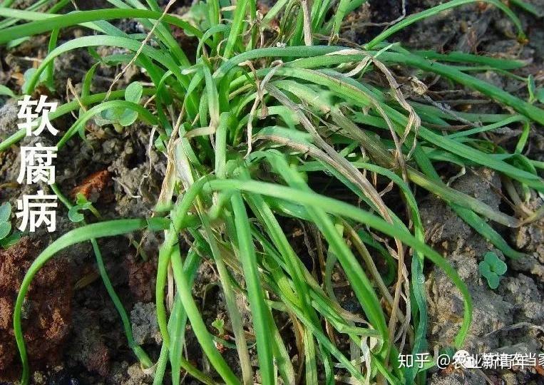 14种韭菜病虫害的识别与防治,你都知道吗? - 知乎