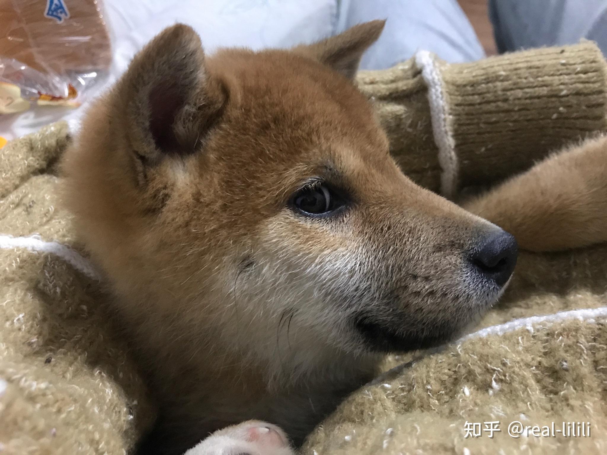 请朋友们帮我看看这只是纯柴犬吗?