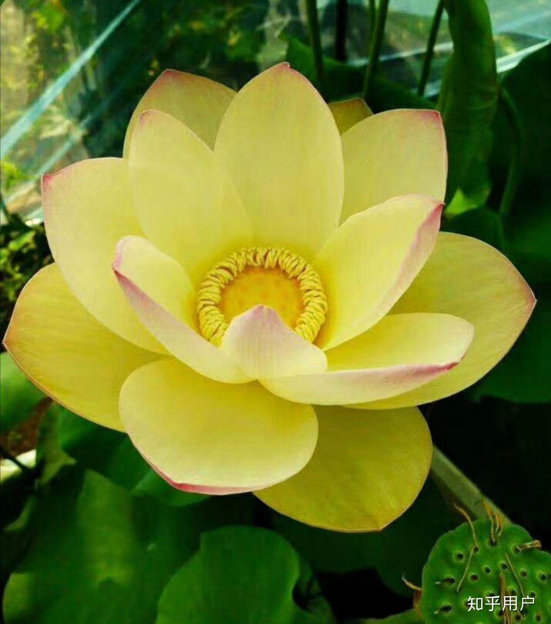 碗莲怎么水培?(水培碗莲种植方法图解)