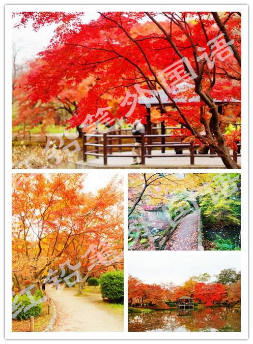 红铅笔旅游推荐 日本京都府立植物园 知乎