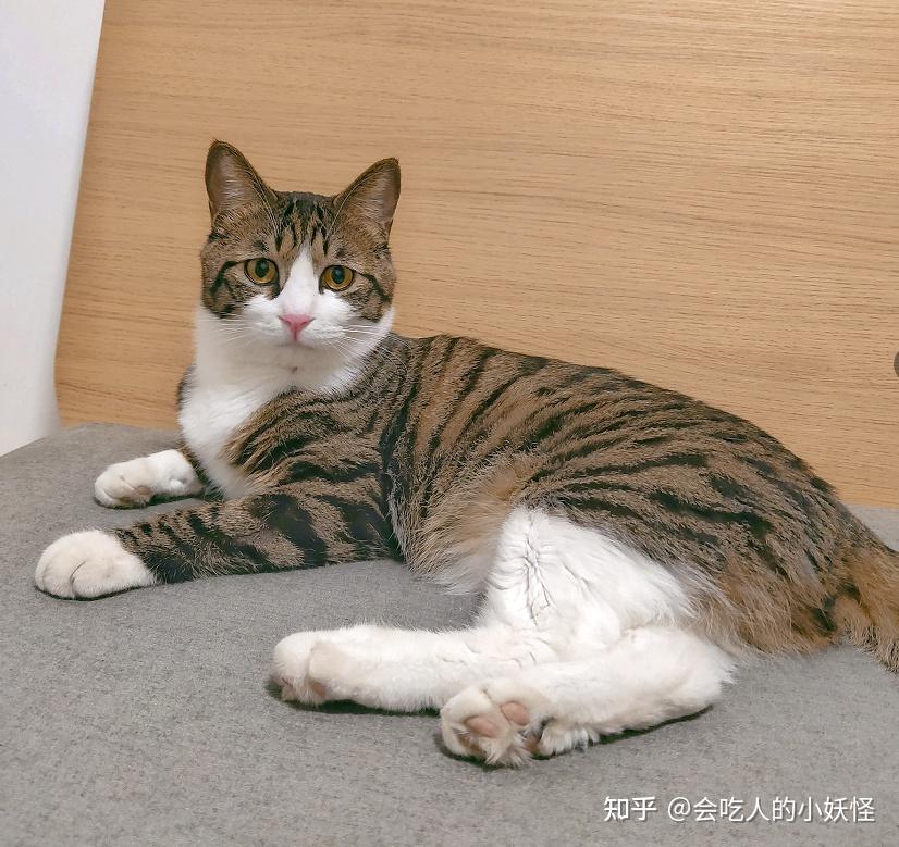 白餐巾白手套的狸花猫能有多漂亮? - 知乎