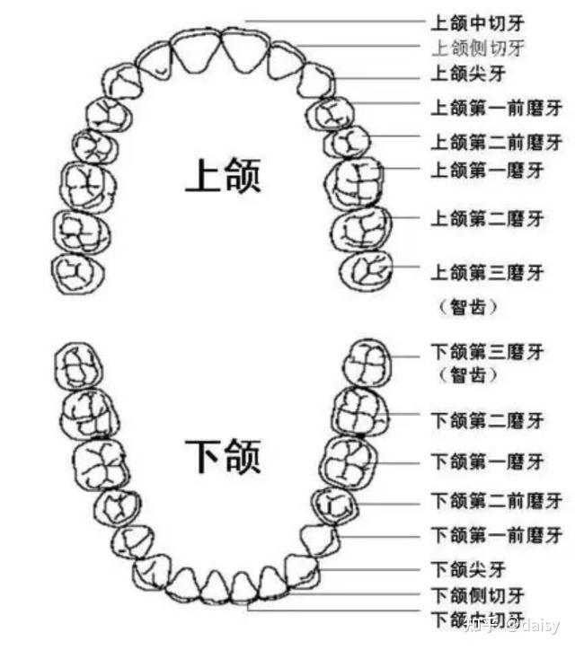 牙齿远中近中示意图图片