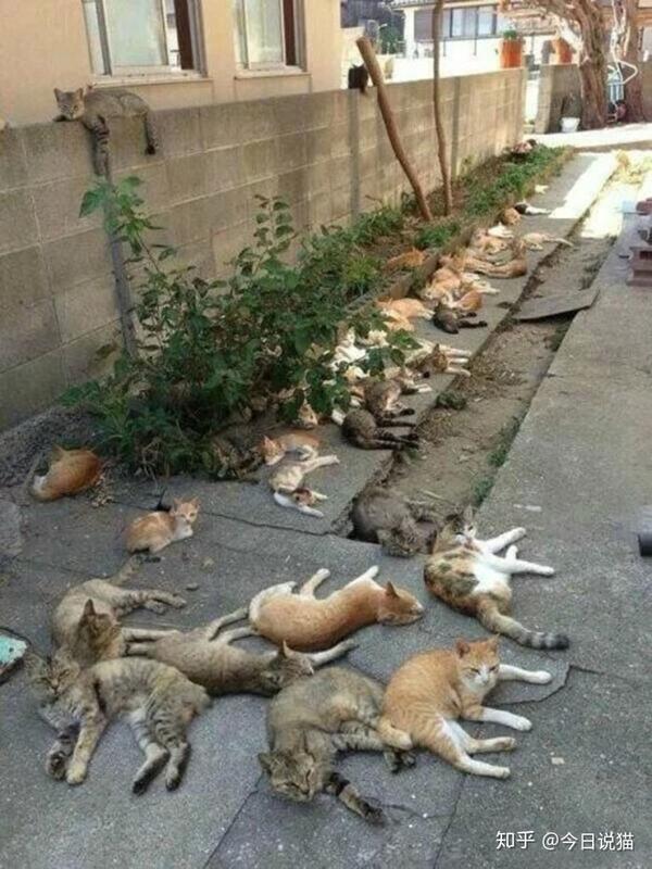 猫咪为什么对猫薄荷如此痴狂 知乎
