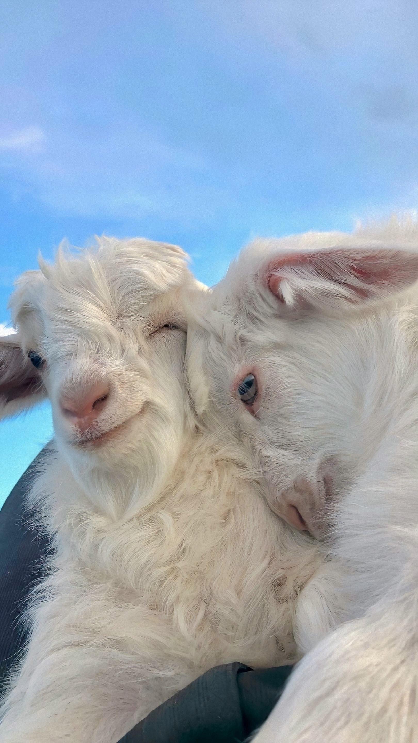 有哪些好看的全面屏手机壁纸或微信聊天背景图片