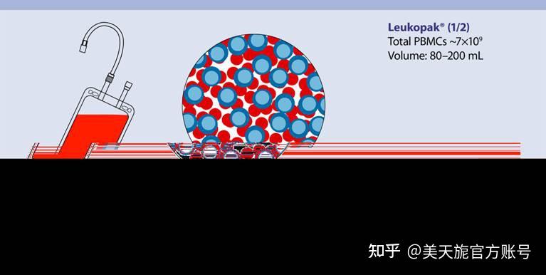 MACS专栏九:小白专栏|外周血细胞成分概览 - 知乎
