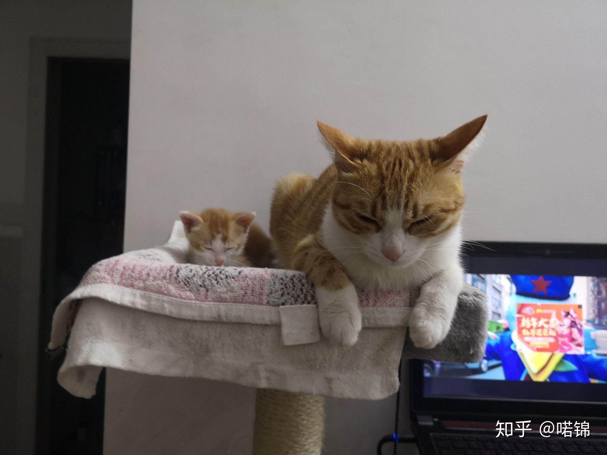 怎么看小猫有没有满月 v2-44d432d79c4d4d13e1f56448beb6c92a_r.jpg