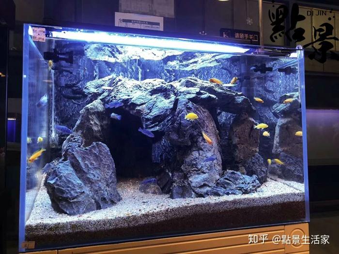 403030的魚缸養三湖慈鯛如何造景