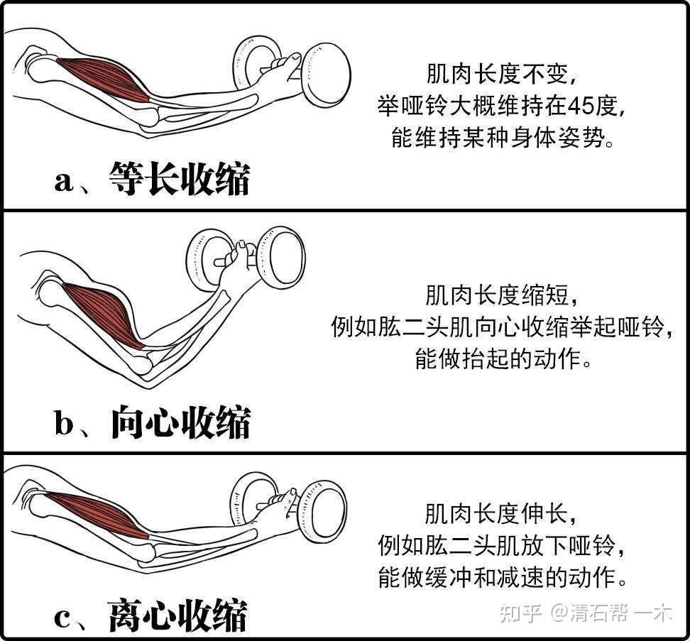 先大肌群 再小肌群⑤以上肢和下肢交叉训练 ⑥以双关节和单关节动作③