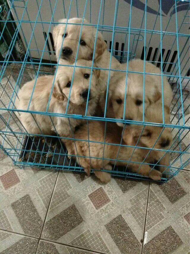 自家狗狗出售有人要吗?