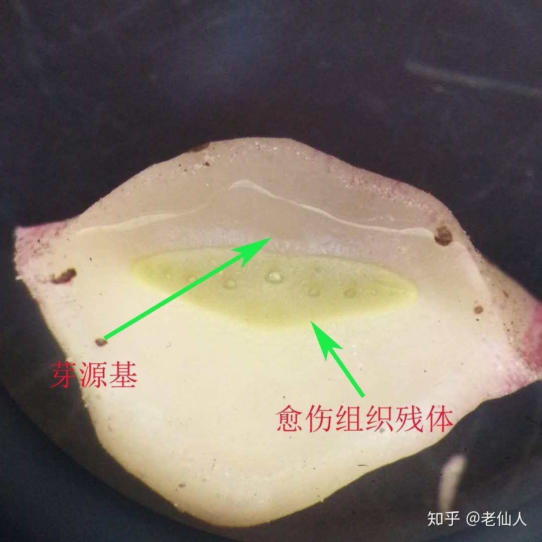 和形成层残体发育愈伤组织两套再生繁殖系统,叶片成熟度影响再生效率