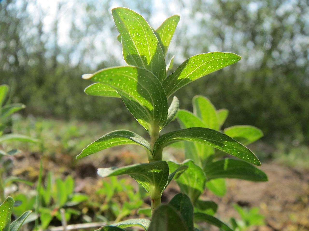 3. 银花养护要点