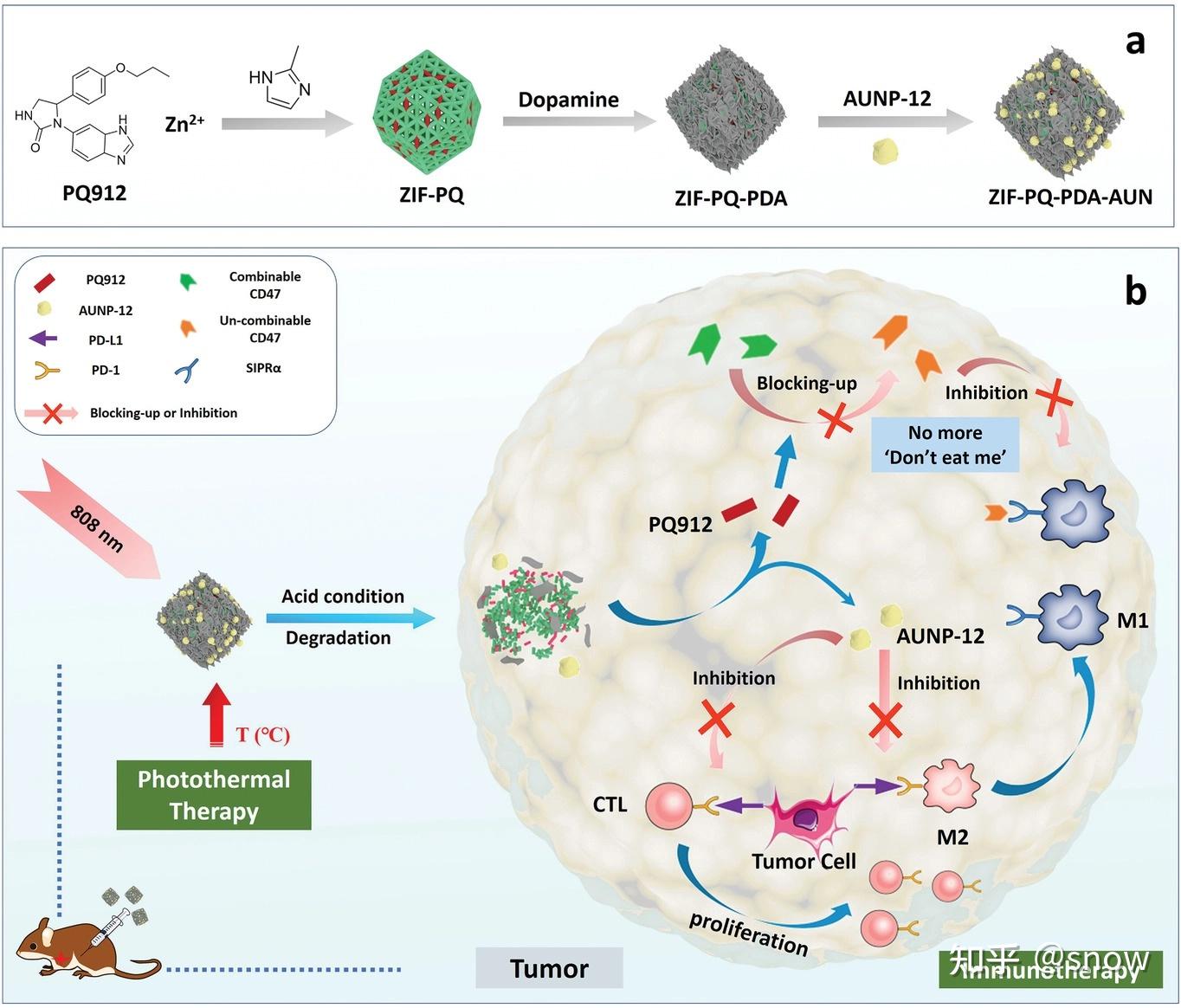 免疫檢查點抑制劑結合光動力療法 - 知乎