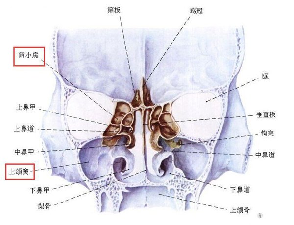 鼻子人人都有，但鼻腔结构异常与鼻腔疾病你知道多少呢？ - 知乎