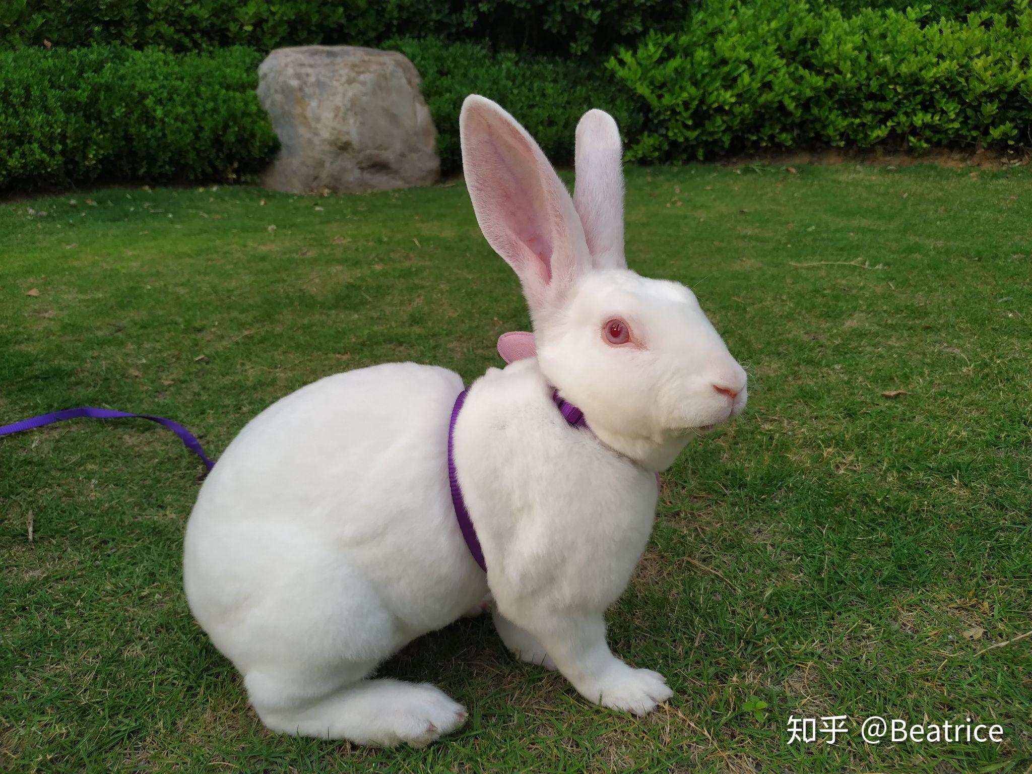 兔子成精是什么感受? - 知乎