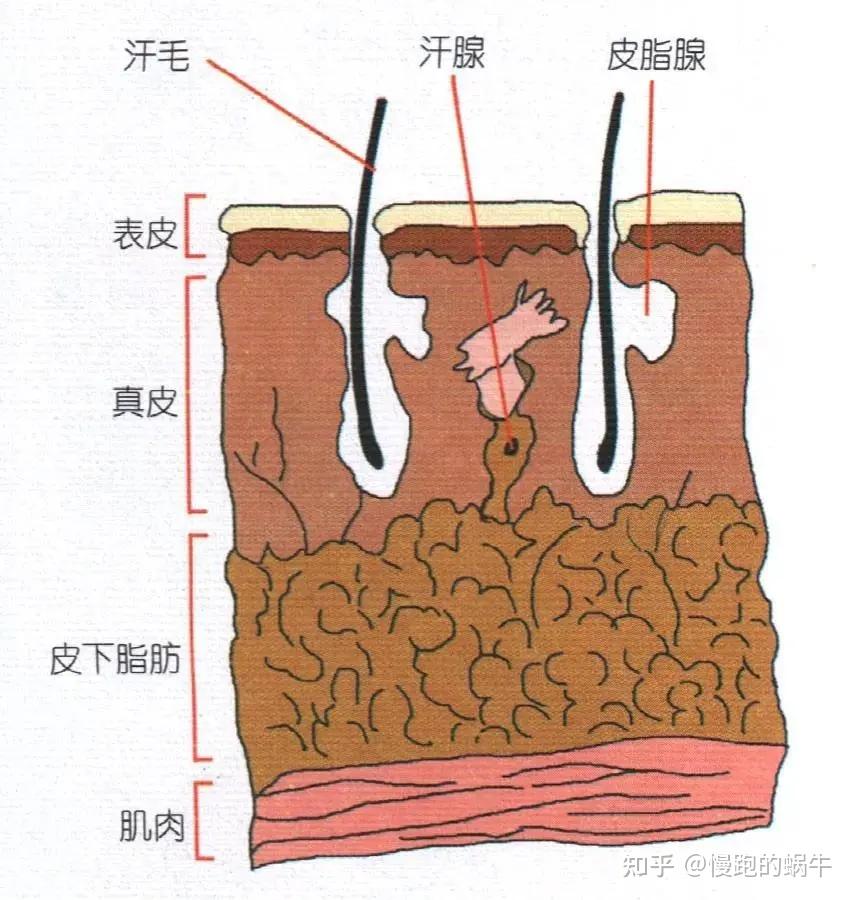 汗孔汗从这里流出来另一个是「汗腺」的开口也是连接到毛囊侧面生产
