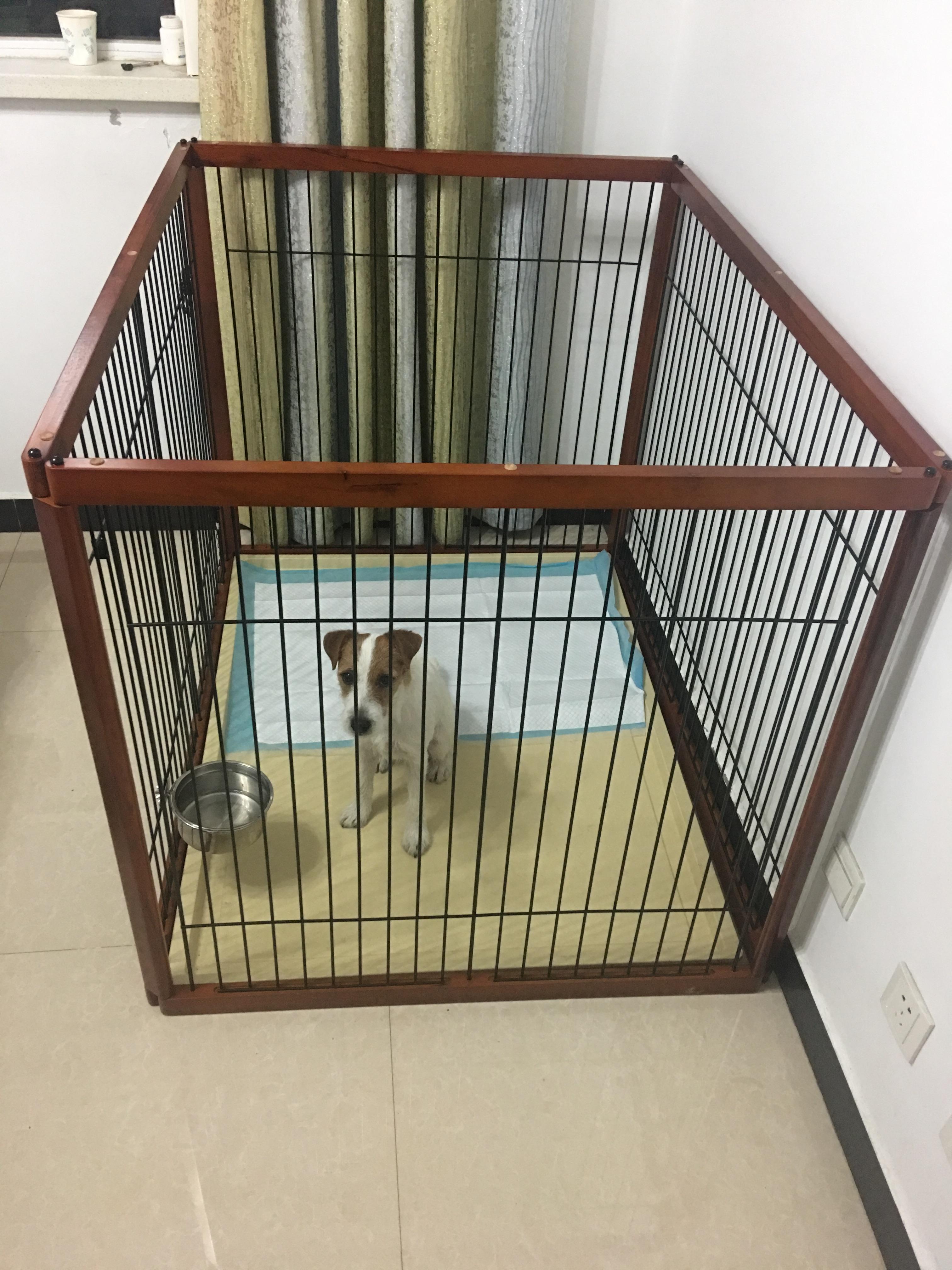 居家养犬,圈养or散养? - 知乎