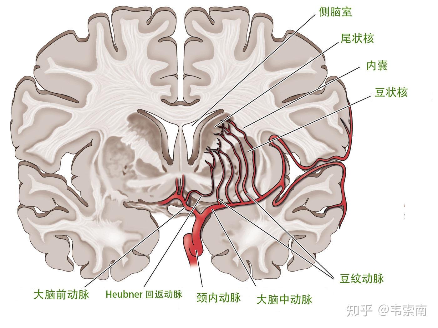 基底节区域的供血比较复杂,主要来自大脑前动脉,大脑中动脉的分支