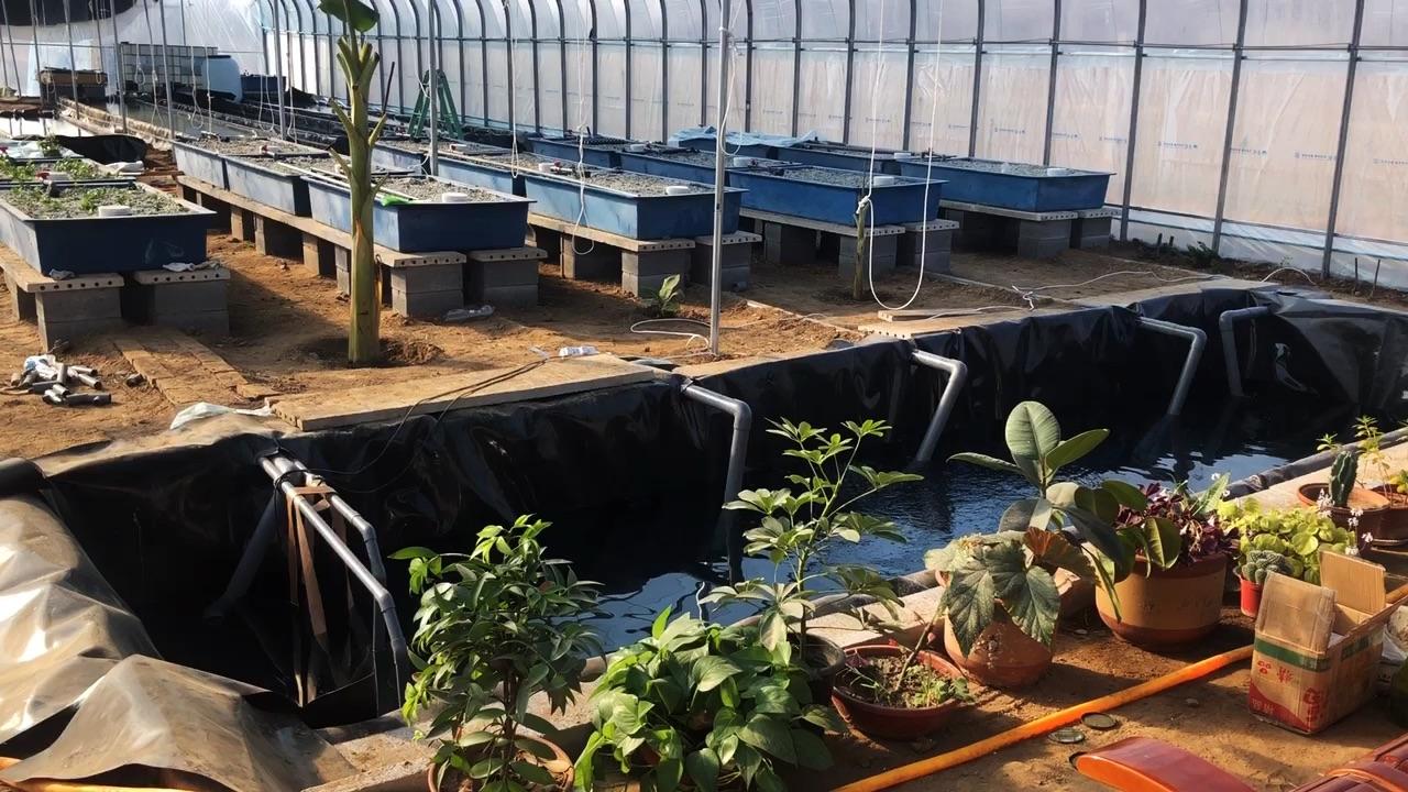 当鱼菜共生系统遇到智能玻璃温室大棚里面水培蔬菜如何商业化种植