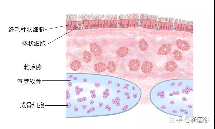 纤毛细胞结构图片