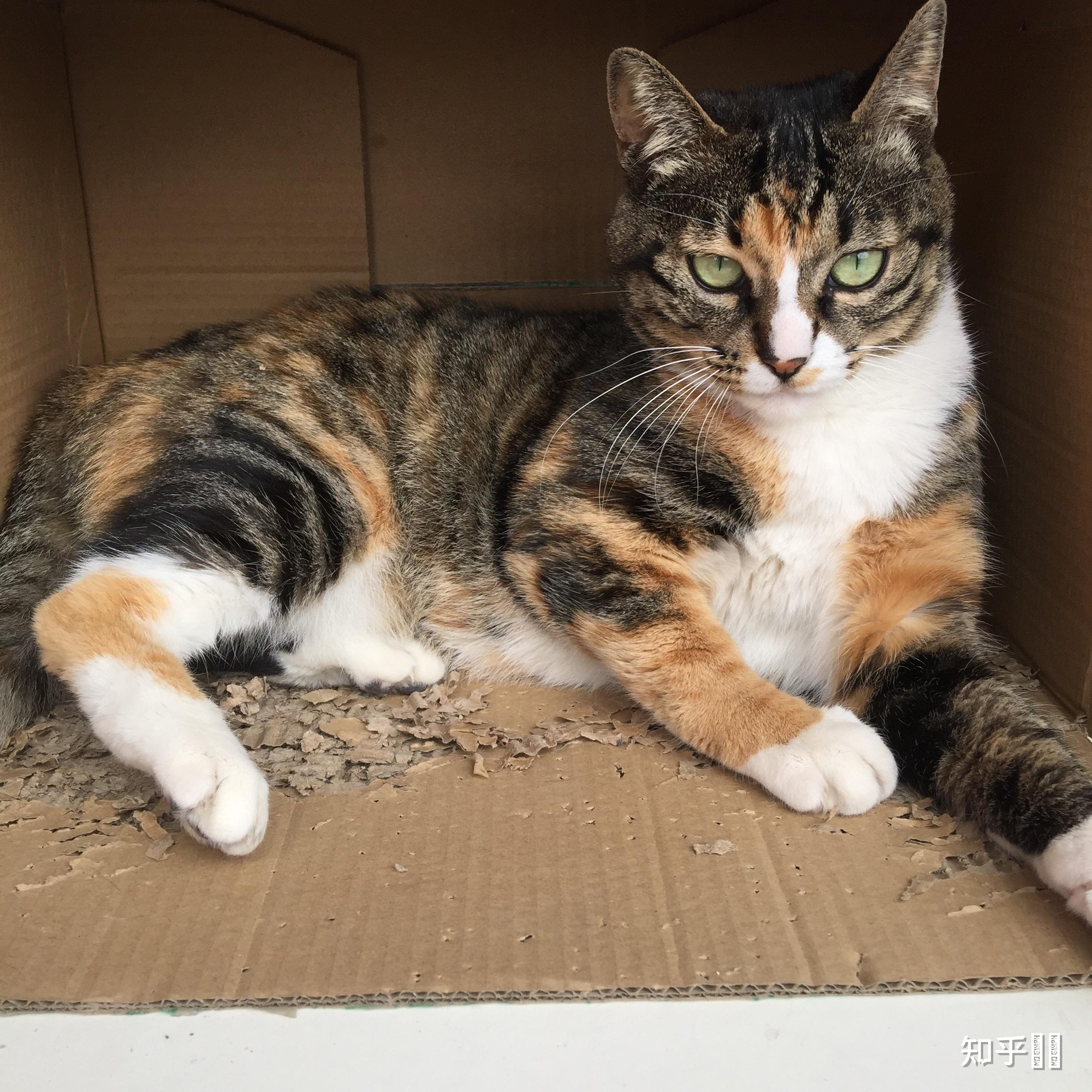 狸花猫可以漂亮到什么程度