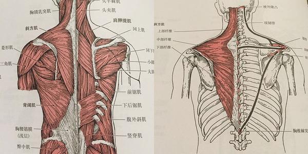 做不了引体向上又不能去健身房怎么练后背肌肉