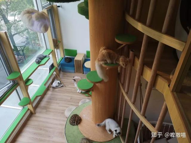 想一次撸遍所有品种猫来这家店就对了catier猫公馆