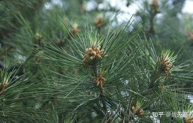 【医药知识】除百病的神药-松针 - 知乎
