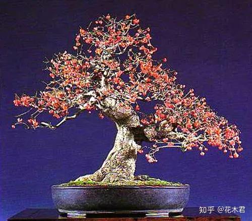 盆景鉴赏 进口日本真弓盆栽和桃叶卫矛盆景的鉴赏 知乎