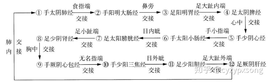 十二經脈氣血流注順序 三百六十穴位定位速記歌訣彙總 - 知乎