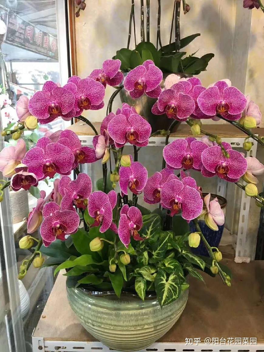 8种“贵族花”,实在太奢侈,动辄上千元,家里有矿才敢买(贵族服饰花纹)