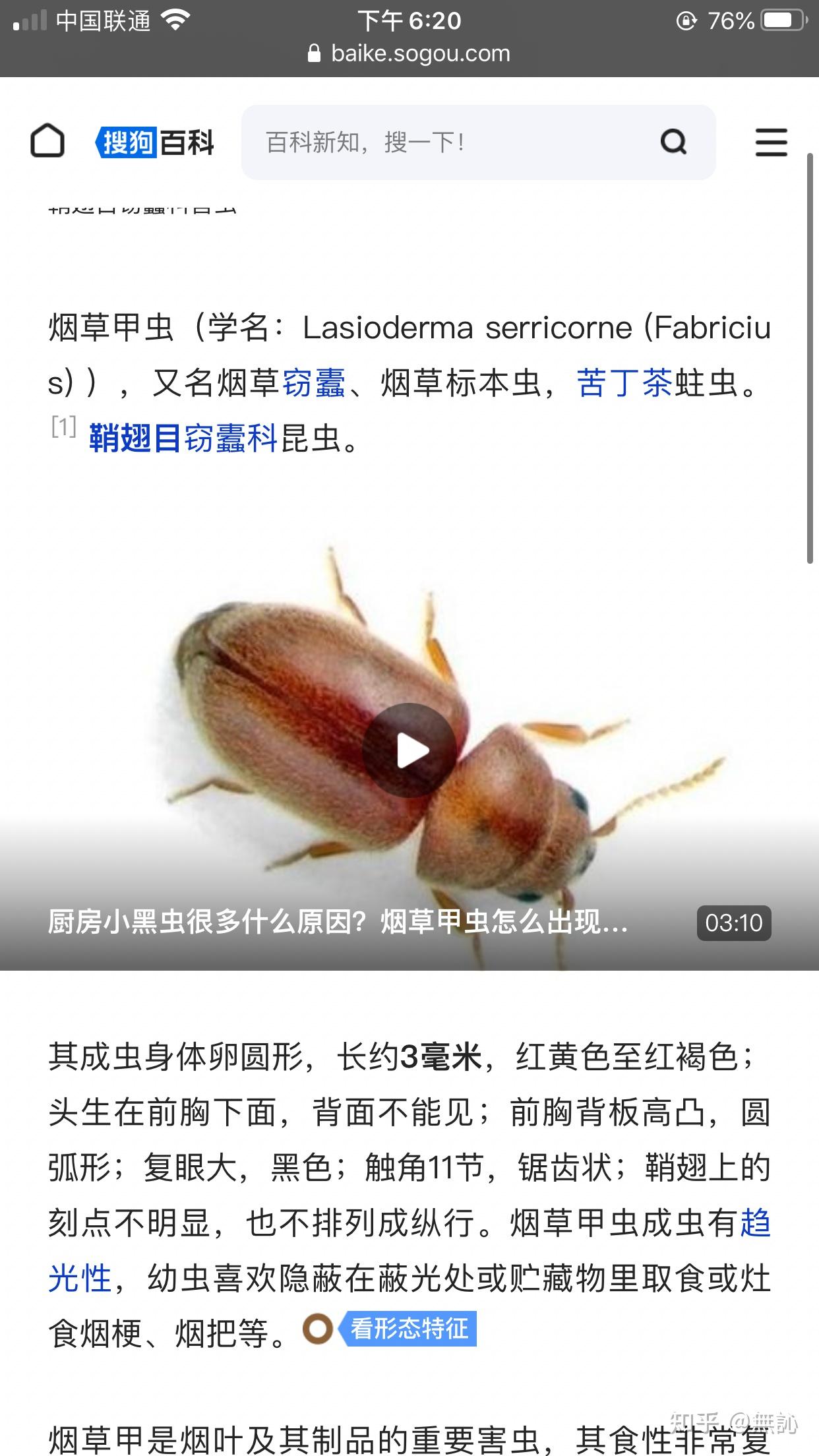 南方夏天卧室黄色虫子是什么?