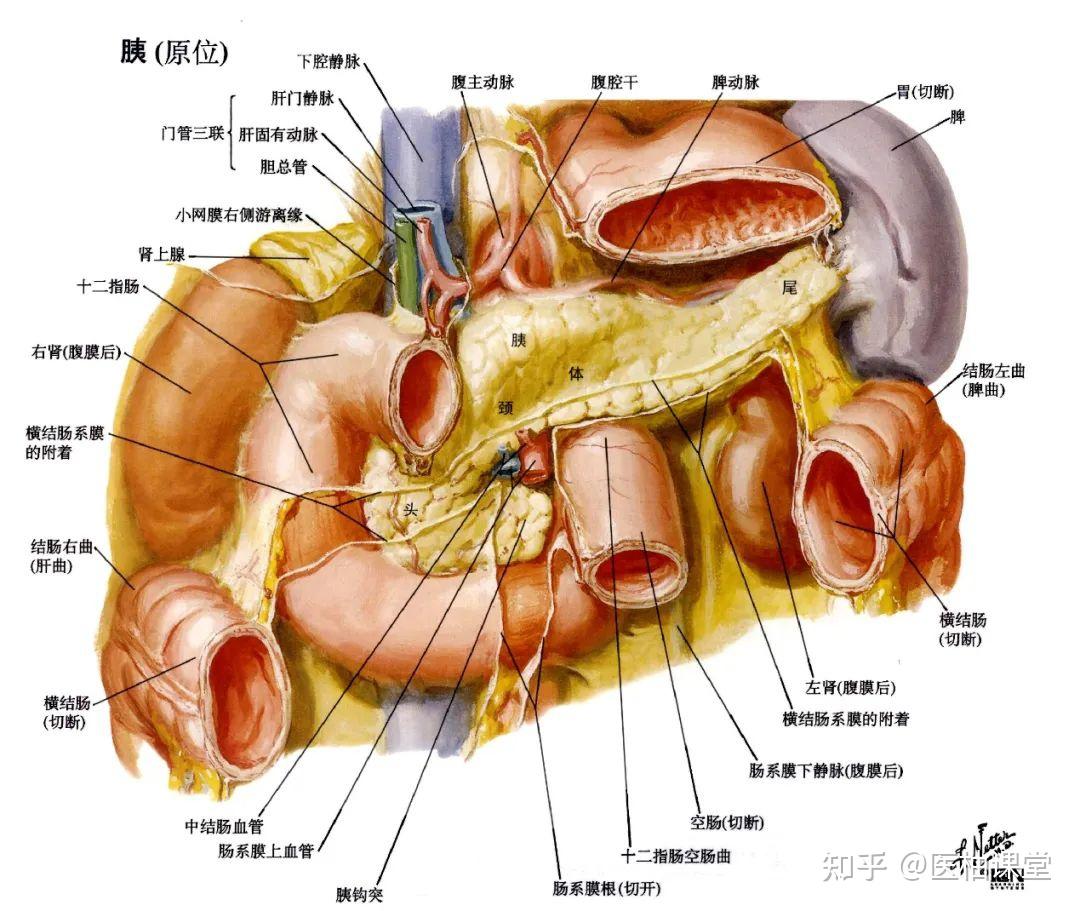 局部解剖学腹部结肠上区胰脾肝门静脉