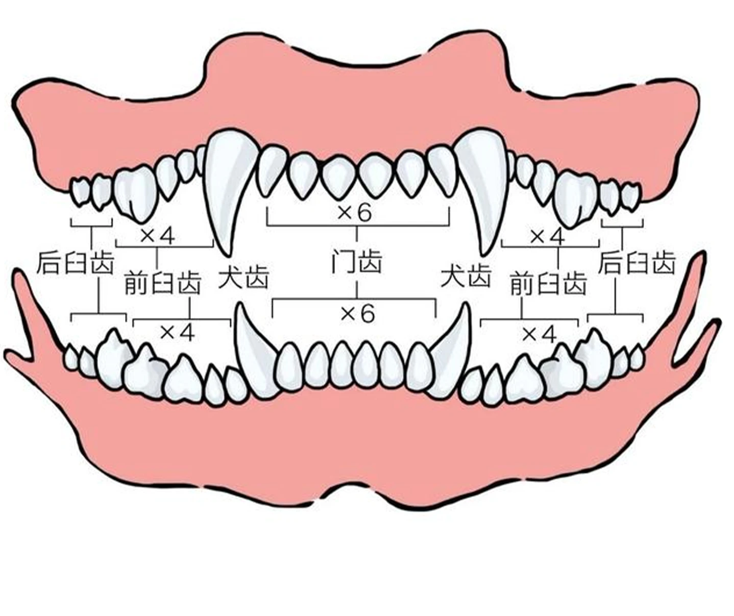 狗舌头结构图片