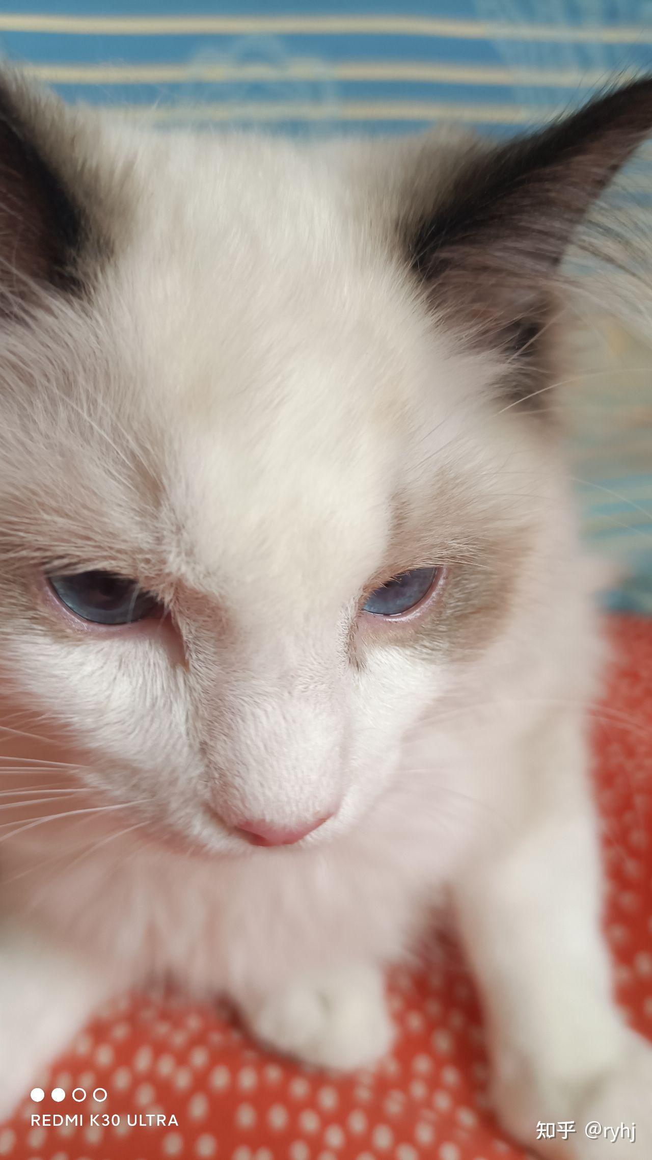 三个月大的布偶眼眶发红有黄色眼屎打喷嚏是猫鼻支么