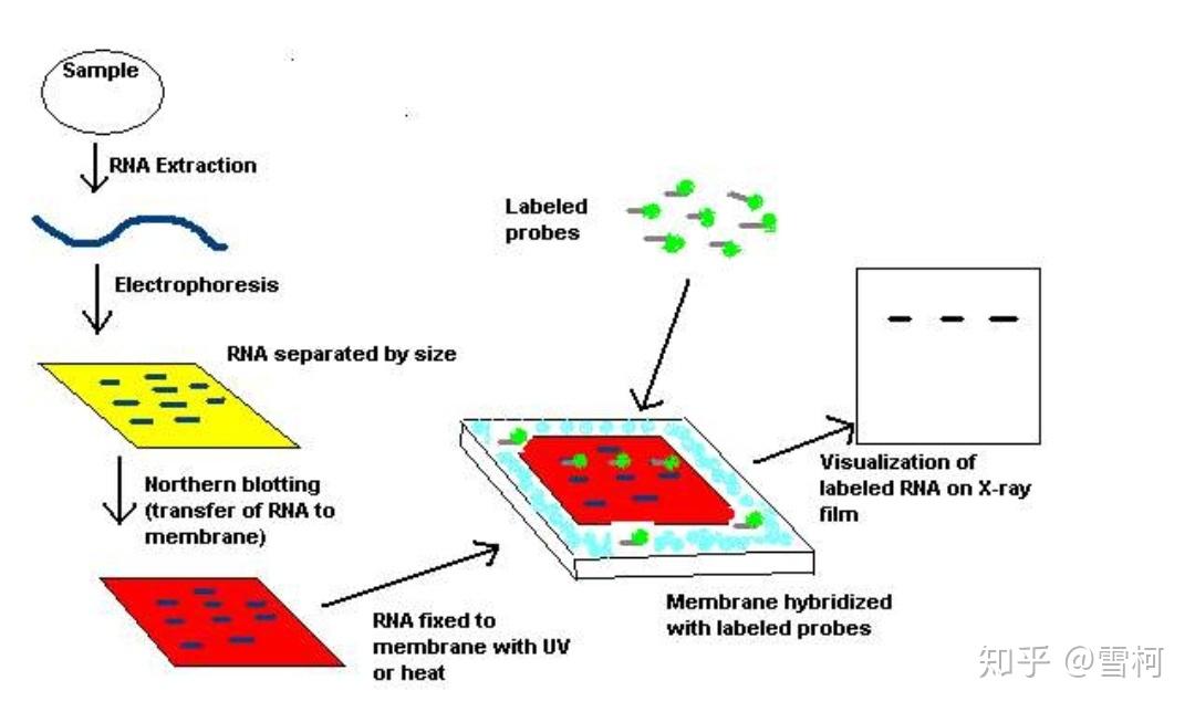 生物分子类实验室常用实验技术原理汇总 知乎