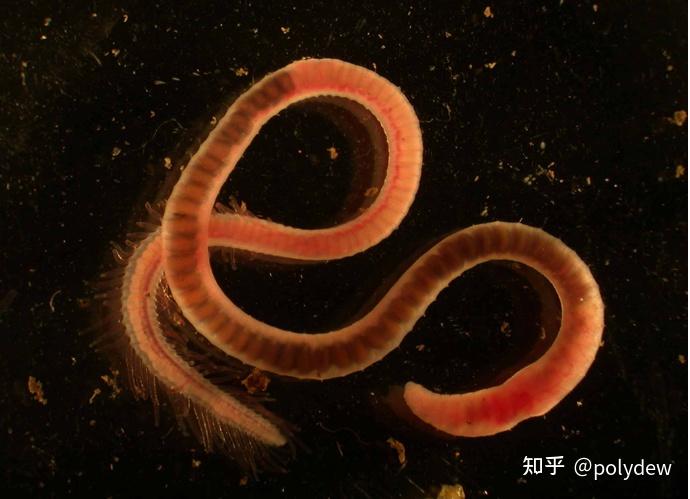 水蚯蚓是什么生物?