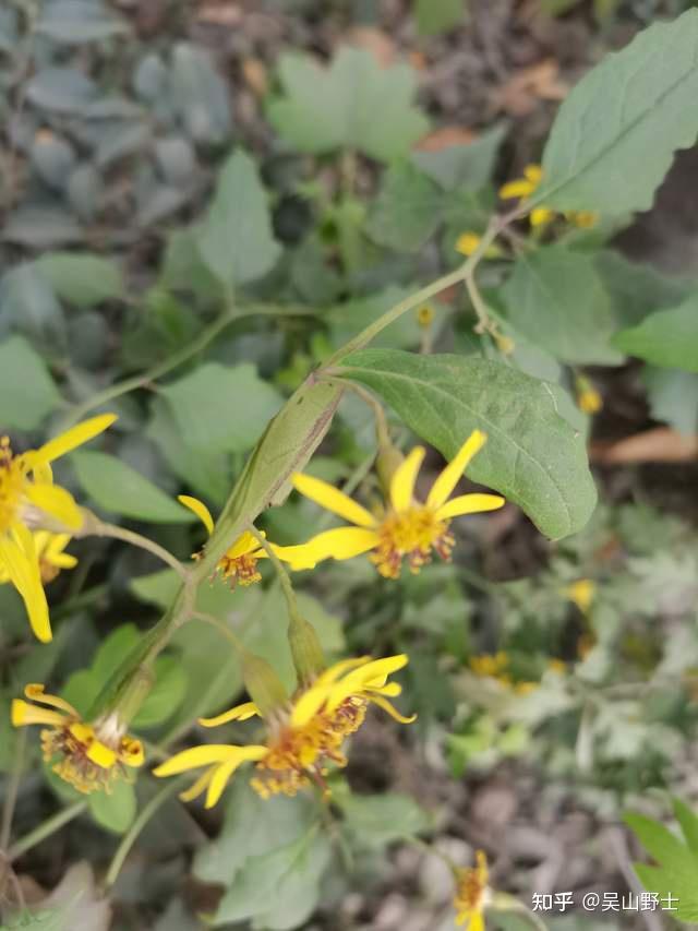 金寄奴,苦連婆,細白花草,白花尾,炭包包,斑棗子,千粒米,六月雪,九牛草