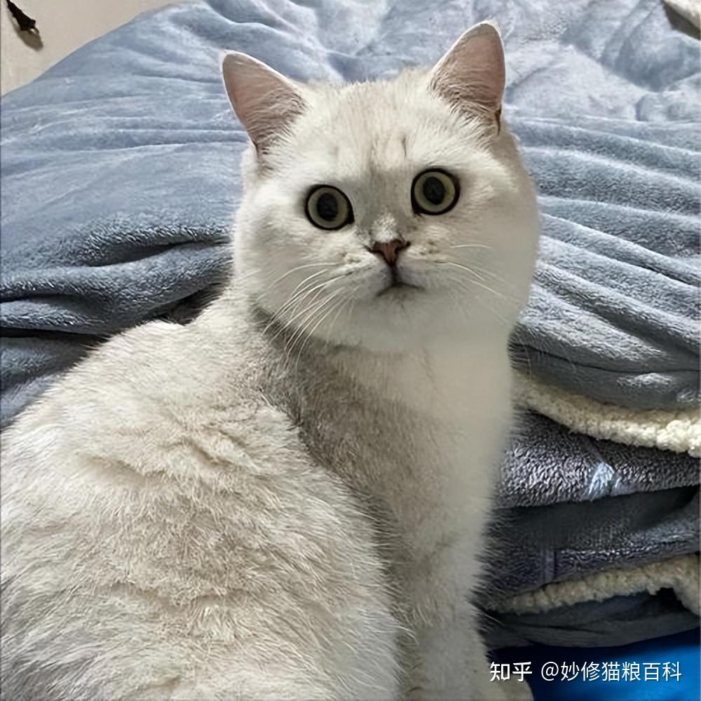 一只猫被“养得好”，会有这几种特征，很明显的 - 知乎