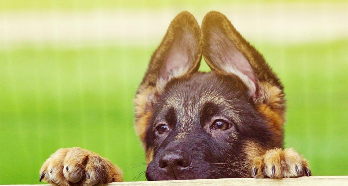 黑面天使 German Shepherd Dog 知乎