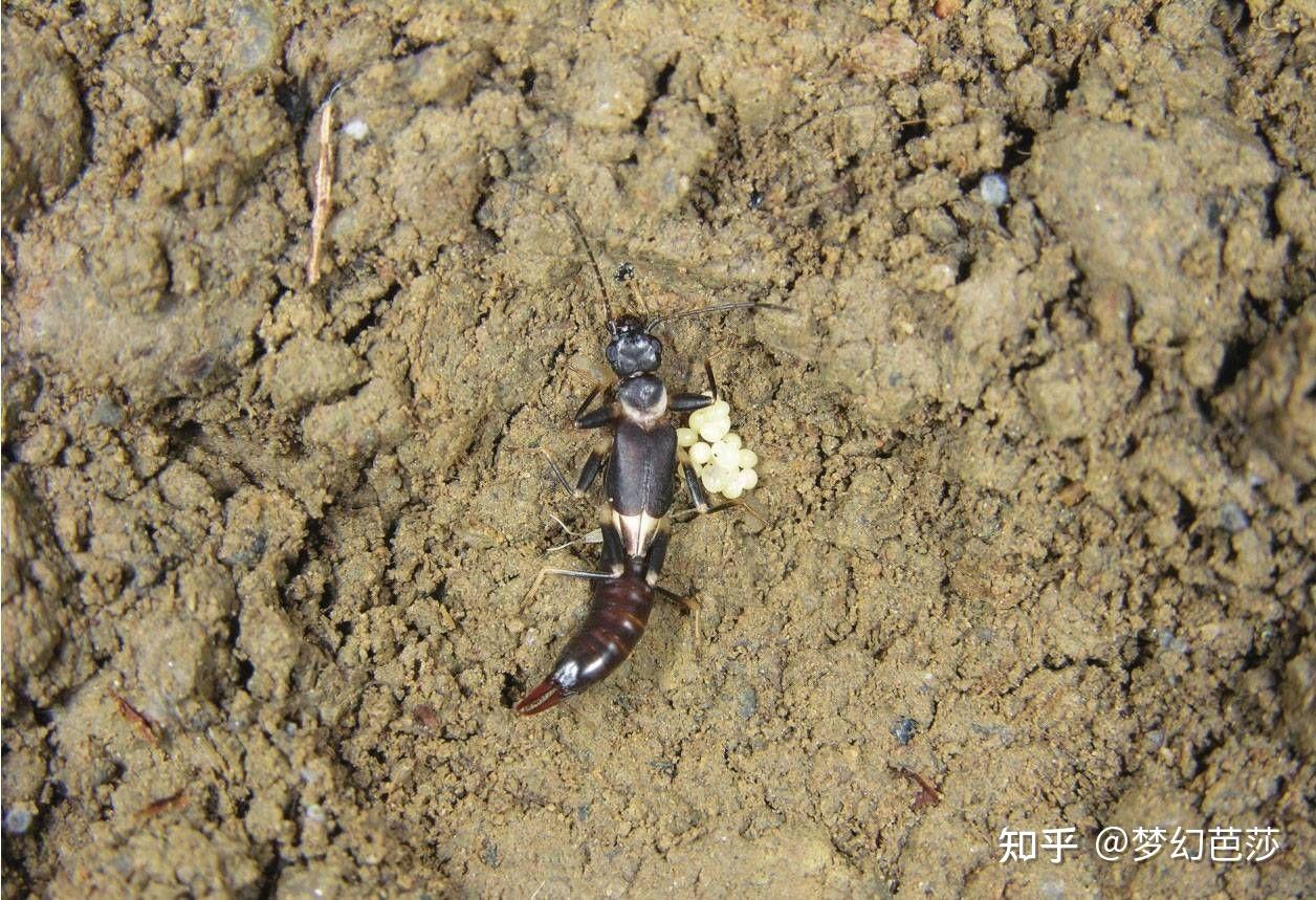 蠼螋,俗称耳夹子虫,剪刀虫,英文叫做earwigs - 知乎