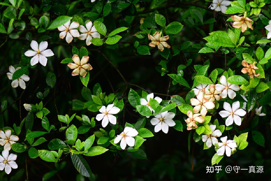 生活药事 | 栀子花开,果实也可爱 - 知乎