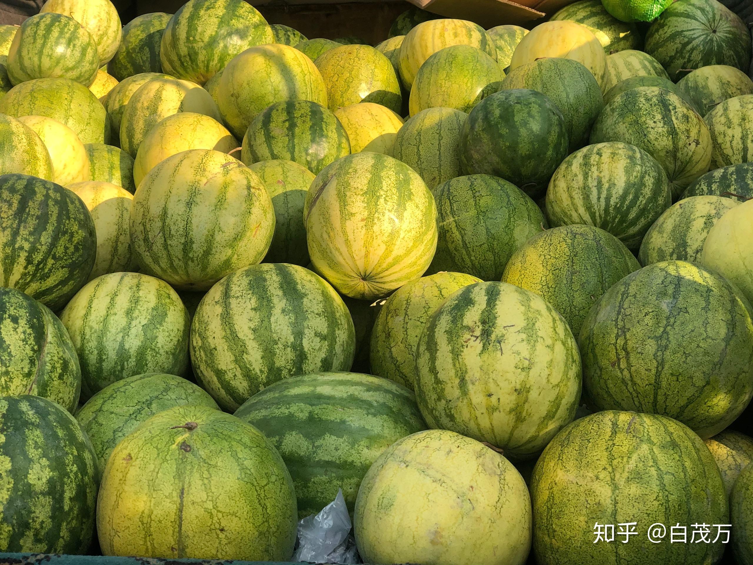 独具风味的"兰州籽瓜"又来到这个城市,与喜食者如约见面了,街头巷尾