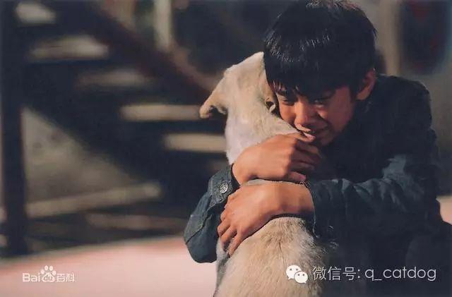 这10部经典狗狗电影,值得看100遍! - 知乎