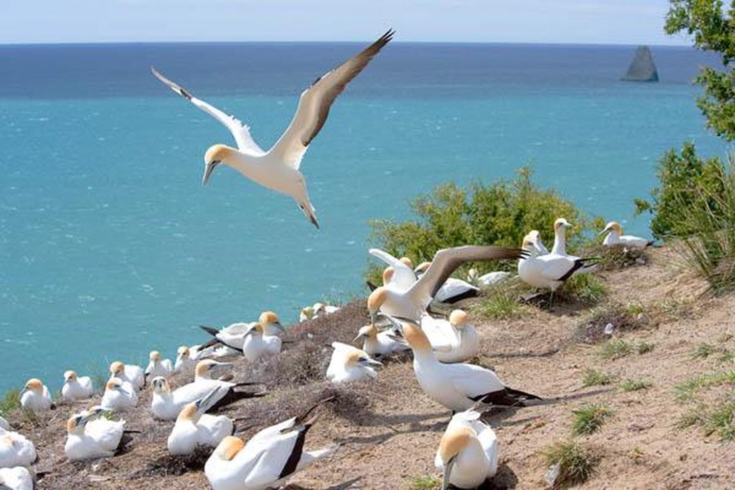 邂逅奇異鳥之旅kiwi bird encounters