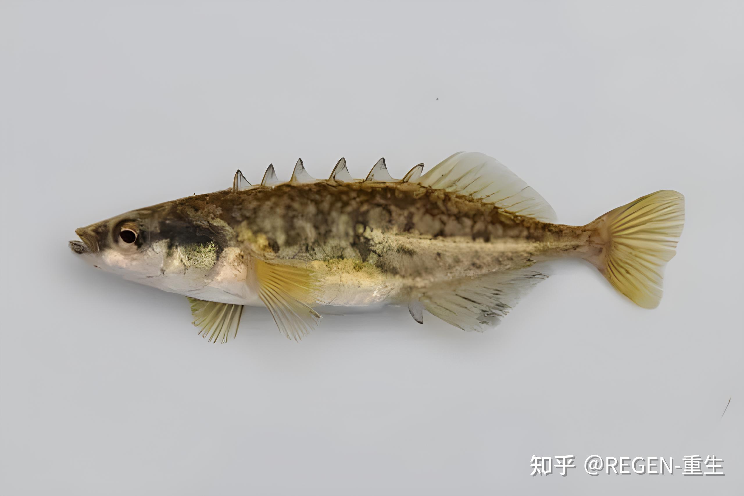 刺鱼科的几种鱼 - 知乎