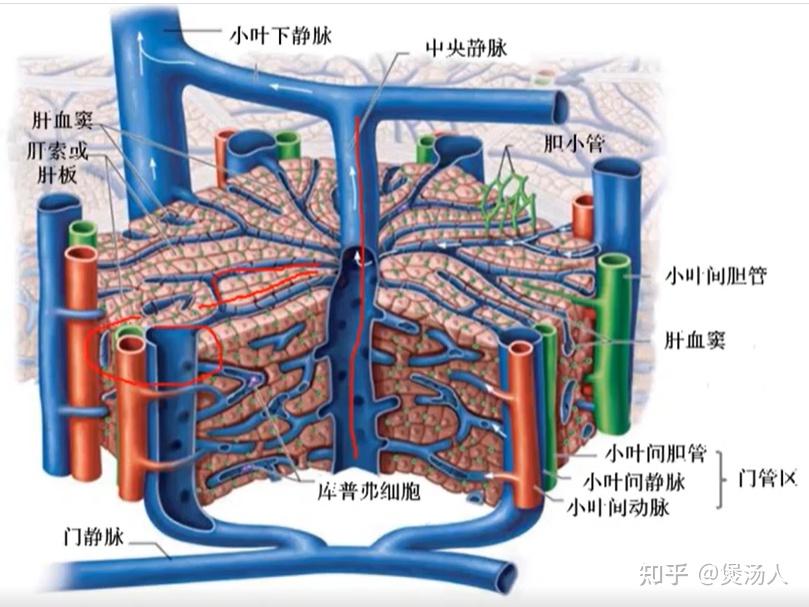 肝细胞索图片