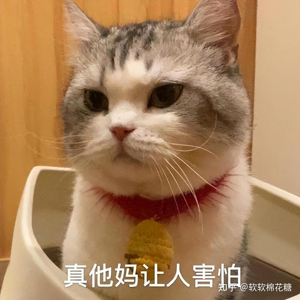 宠物快递被“投毒”？猫咪中毒临床症状别忽视，如何急救？ - 知乎