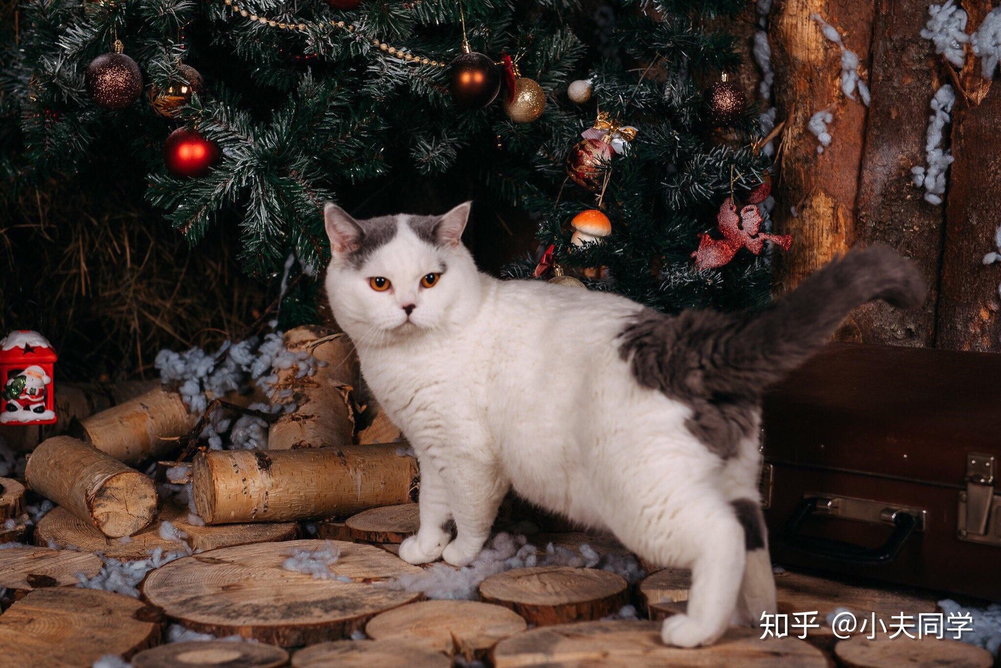 英短毛色大全集(梵花篇)