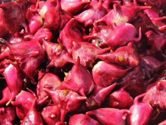 水八仙到底能有多鲜