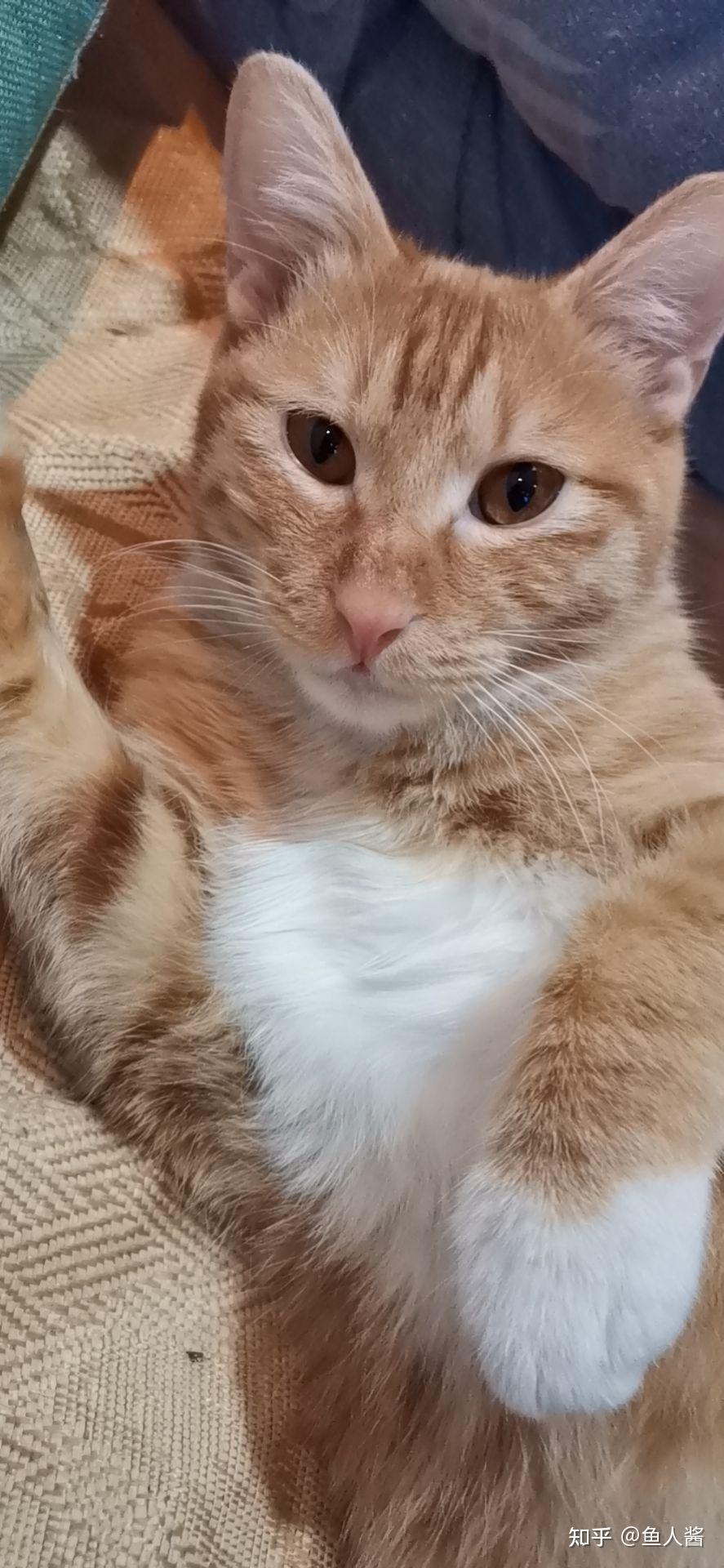 你们的猫咪也会有一副愁眉苦脸的样子吗? - 知乎